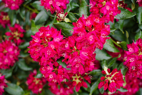 Close Up of Vibrant Rhododendron Nova Zembla Petals