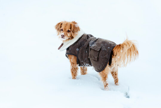 Ein brauner Spaniel Mischling Hund steht einem braunen Wintermantel steht im Schnee