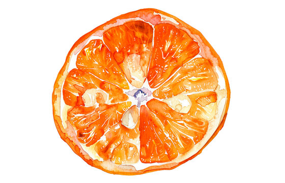 Watercolor mandarin slice illustration isolated on white background. Hand drawn tangerine fruit segment.