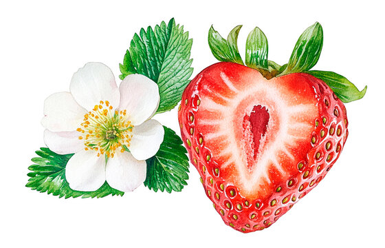 Hand-painted watercolor illustration of a ripe red strawberry