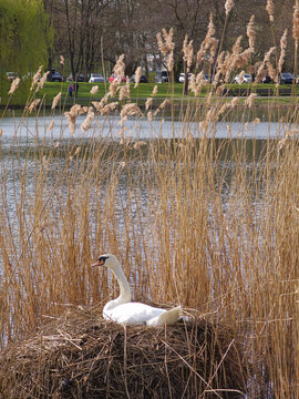 Gentle river landscape featuring graceful swan among lush plants Maschpark Hanover