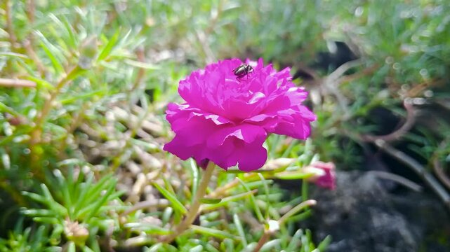 Close-up macro footage of an insect jumping and landing on a Portulaca grandiflora flower