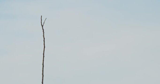 Oriental magpie-robin bird flying from branch in the sky, outlined against a soft cloudy backdrop. Sri Lanka, Unawatuna. Slow motion