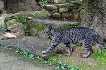 lynx on the rock © likbatonboot