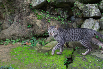 lynx in the grass © likbatonboot