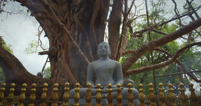 Buddha statue nestled between massive tree, embodying peace and nature's beauty. Unawatuna, Sri Lanka. Yatagala RajaMaha Viharaya ancient Buddhist temple.