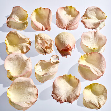꽃잎, petal, 꽃잎흩날림, falling petals, 벚꽃잎, cherry blossom petal, 장미꽃잎, rose petal, 꽃가루, pollen, 자연풍경, nature scene, 감성비주얼, aesthetic visual, 봄이미지, spring image, 꽃장식, floral decor, 꽃패턴, floral pattern, 자연연
