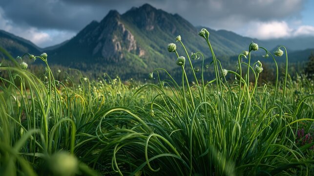 curved garlic scapes growing in soil rows with scenic mountain backdrop, natural agricultural landscape, fresh organic farming scene