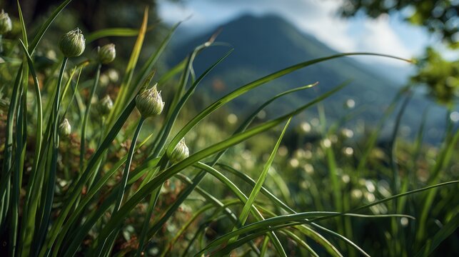 curved garlic scapes growing in soil rows with scenic mountain backdrop, natural agricultural landscape, fresh organic farming scene