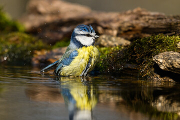 Blue tit bird bathing in a birdbath with water splashing © zorandim75