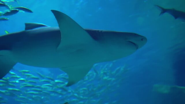Shark swims in a large aquarium at an oceanarium. Impressionable underwater photography showing the sleek predator moving through blue water with other fish and coral formations.