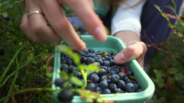 Young woman harvesting berries among green leaves and natural sunlight in Finland. Close-up of a hand holding a container filled with freshly picked blueberries in a forest.