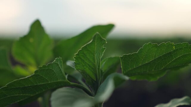 Agriculture, Nature Texture Close-Up, Freshness in focus, Growth in progress, Farming inspiration, Beautiful greenery, Botanical background, Spring essence, Chlorophyll rich, Life in the wild, Pure