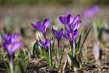Crocus flowers bloom in the spring garden, violet saffron