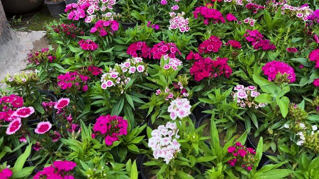 Closeup of a Pink and White Dianthus Chinensis Flower Bed