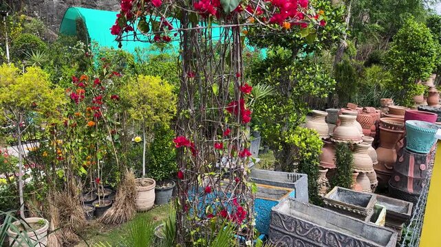 Red Bougainvillea Vine Climbing on Garden Trellis