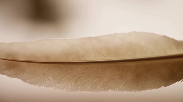 Close-up of a delicate feather resting on a smooth surface. Symbolizes nature's beauty and the lightness of being