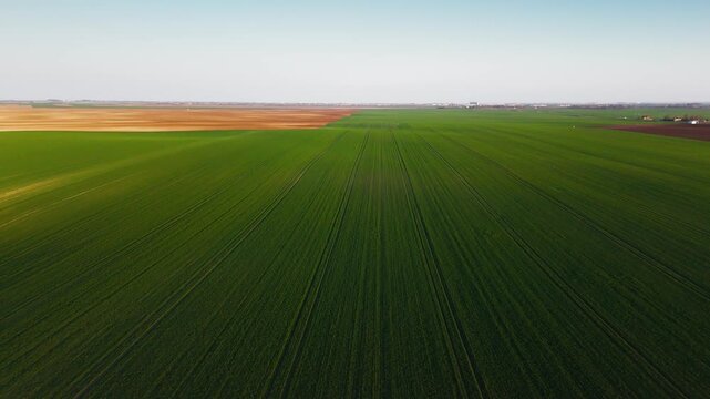Aerial view of vibrant green fields contrasting with bare earth, creating a striking agricultural landscape, Jazak, Vojvodina, Serbia.