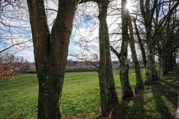 Row of ancient trees and green meadow in Bastogne © Andrea Tabaro