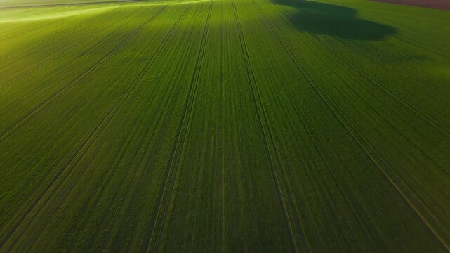 Aerial view of a lush green field with linear patterns, exhibiting a vibrant contrast of light and shadow, Jazak, Vojvodina, Serbia.