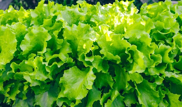Vibrant Green Lettuce Heads Glistening in Natural Light with Dew Drops on Their Leaves