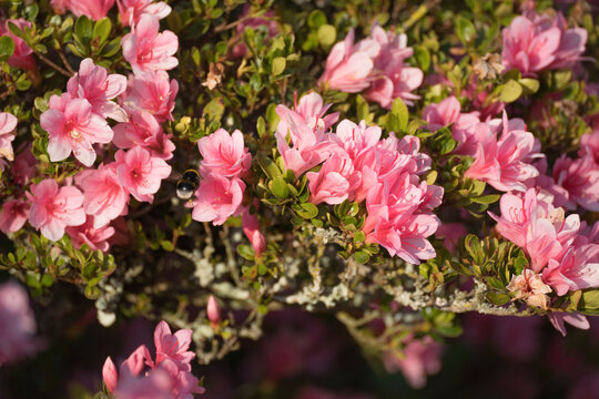 Bourdon en vol autour d&rsquo;une fleur d&rsquo;azal&eacute;e en pleine floraison au printemps