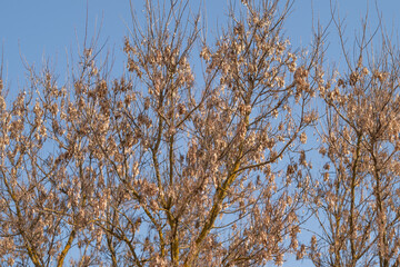 Fototapeta premium Calm scene of maple seeds soaking up warm sunlight in clear sky. Serene depiction of pale samaras gathered on branches amidst soft autumn hues and bright daylight