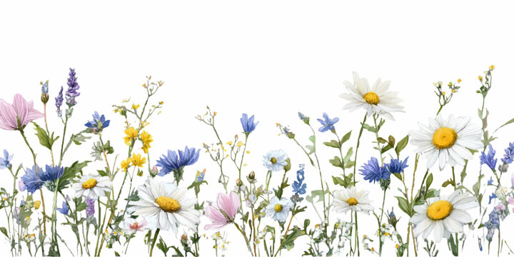 Watercolor wild field flowers blooming, creating a vibrant daisy and cornflower meadow border, illustrating spring and summer nature growth banner