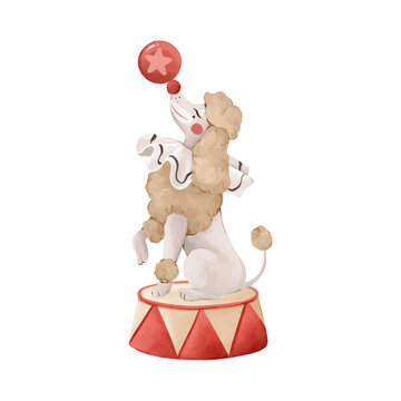 Circus poodle performing trick, watercolor isolated clipart. Cute animal character for kids design, posters, branding and nostalgic carnival design