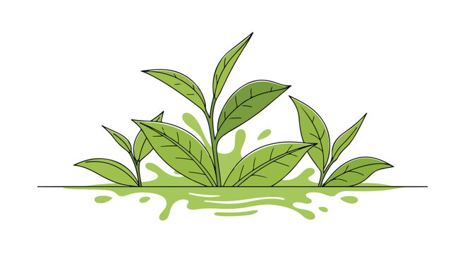 Green tea leaves vector illustration with liquid splash, fresh organic tea leaf plant on white background, botanical herbal tea design for healthy beverage