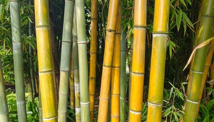 Obraz premium A close-up view of several bamboo stalks with varying green and yellow hues