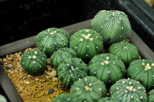 Small green sand dollar cacti growing in a pot.