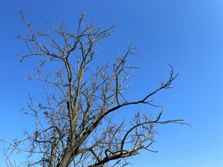 Obraz premium Bare Tree Silhouette Against a Sky Canvas: A stark tree silhouette, its intricate branches reaching skyward, stands boldly against a pristine canvas of blue, evoking a sense of raw, unadorned beauty.