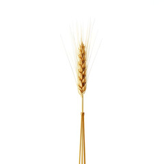 Fototapeta premium Golden Wheat Bundle Isolated on White Background – Harvest Concept