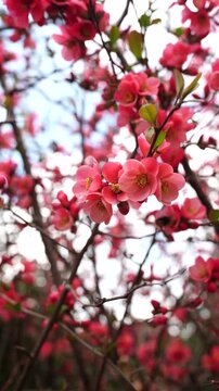 Bee flying near red blossoms capturing pollination in spring, natural ecosystem and biodiversity concept.