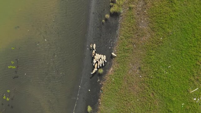 Aerial view of a flock of sheep clustered near the Opak River, creating a contrast between the water and the vibrant green landscape, Bantul Regency, Indonesia.