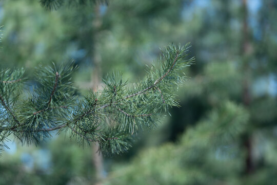 Gentle spring breeze. Serene forest scene with rustling pines and pastel colors. Calm spring landscape featuring swaying coniferous branches and softly blurred background