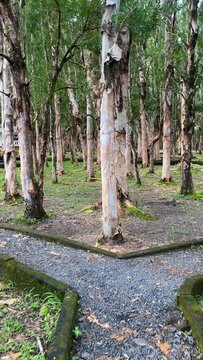 Forest of paper bark trees on Mauritius Island, Chamarel, Rivi&egrave;re Noire District, Mauritius