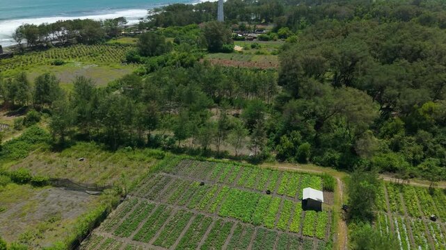 Aerial view of the Mercusuar Samas lighthouse standing tall amidst lush greenery, contrasting with the blue ocean, Bantul Regency, Daerah Istimewa Yogyakarta, Indonesia.