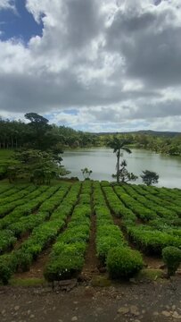 Lake in biggest tea plantations Bois Cheri on Mauritius Island, Bois Cheri, Savanne District, Mauritius