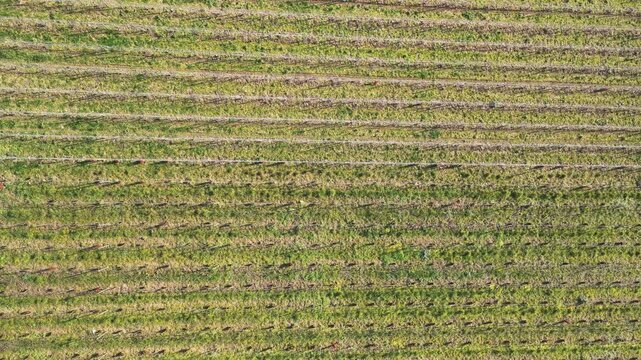 Aerial view of a vineyard, the rows create a textured pattern of green and brown, contrasting with the lines of the vines, Courthiezy, Grand Est, France.