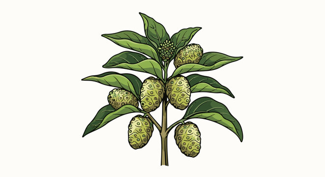 An illustration of a noni fruit plant with many green leaves and fruits