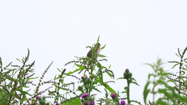 An adult marsh warbler (Acrocephalus palustris) singing in the top of a dock or sorrel