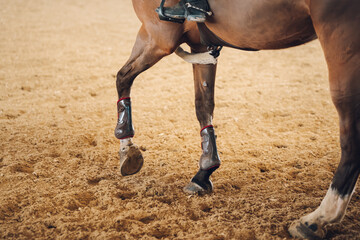 Horse moving legs during equestrian trot training in sandy arena