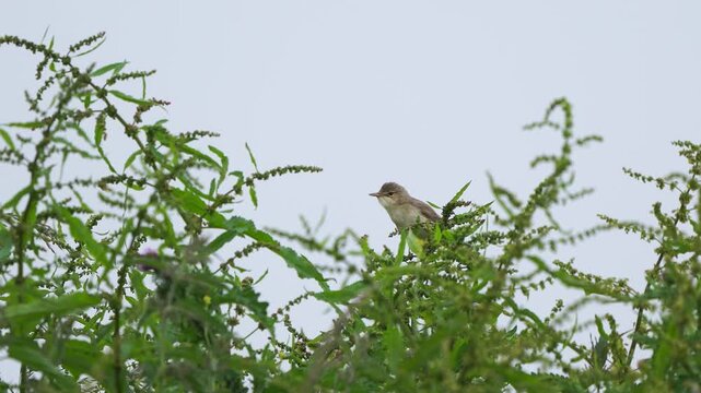 An adult marsh warbler (Acrocephalus palustris) singing in the top of a dock or sorrel and waving in the wind