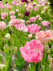 Tulip flowers blooming in the city park. A vibrant spring and summer tulip. Warm, sunny and happy nature photo