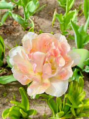 Tulip flowers blooming in the city park. A vibrant spring and summer tulip. Warm, sunny and happy nature photo