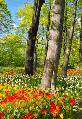 Tulip flowers blooming in the city park. A vibrant spring and summer tulip. Warm, sunny and happy nature photo