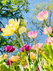 Tulip flowers blooming in the city park. A vibrant spring and summer tulip. Warm, sunny and happy nature photo