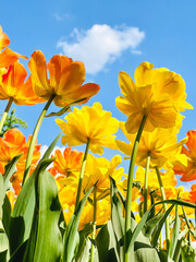 Tulip flowers blooming in the city park. A vibrant spring and summer tulip. Warm, sunny and happy nature photo